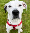 adoptable Dog in canton, CT named Goliath