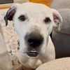 adoptable Dog in canton, CT named Goliath