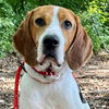 adoptable Dog in  named Gunner