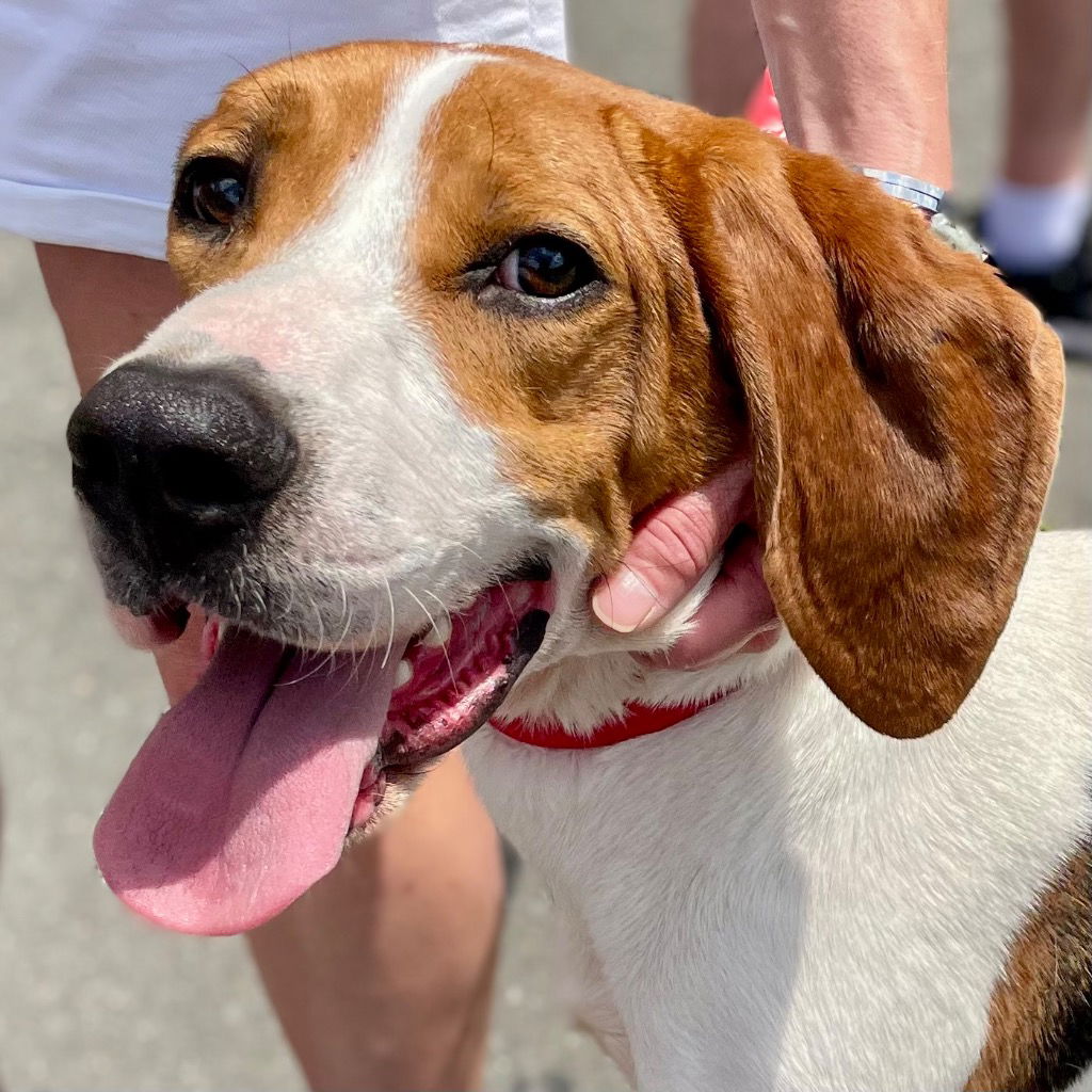 adoptable Dog in Canton, CT named Gunner