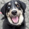adoptable Dog in  named Apollo Creed