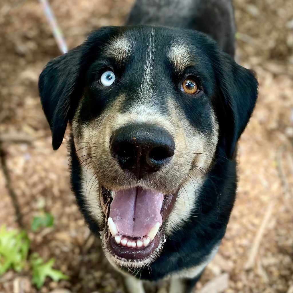 adoptable Dog in Canton, CT named Apollo Creed