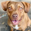 adoptable Dog in canton, CT named Lulu