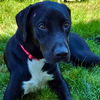 adoptable Dog in  named Marcus