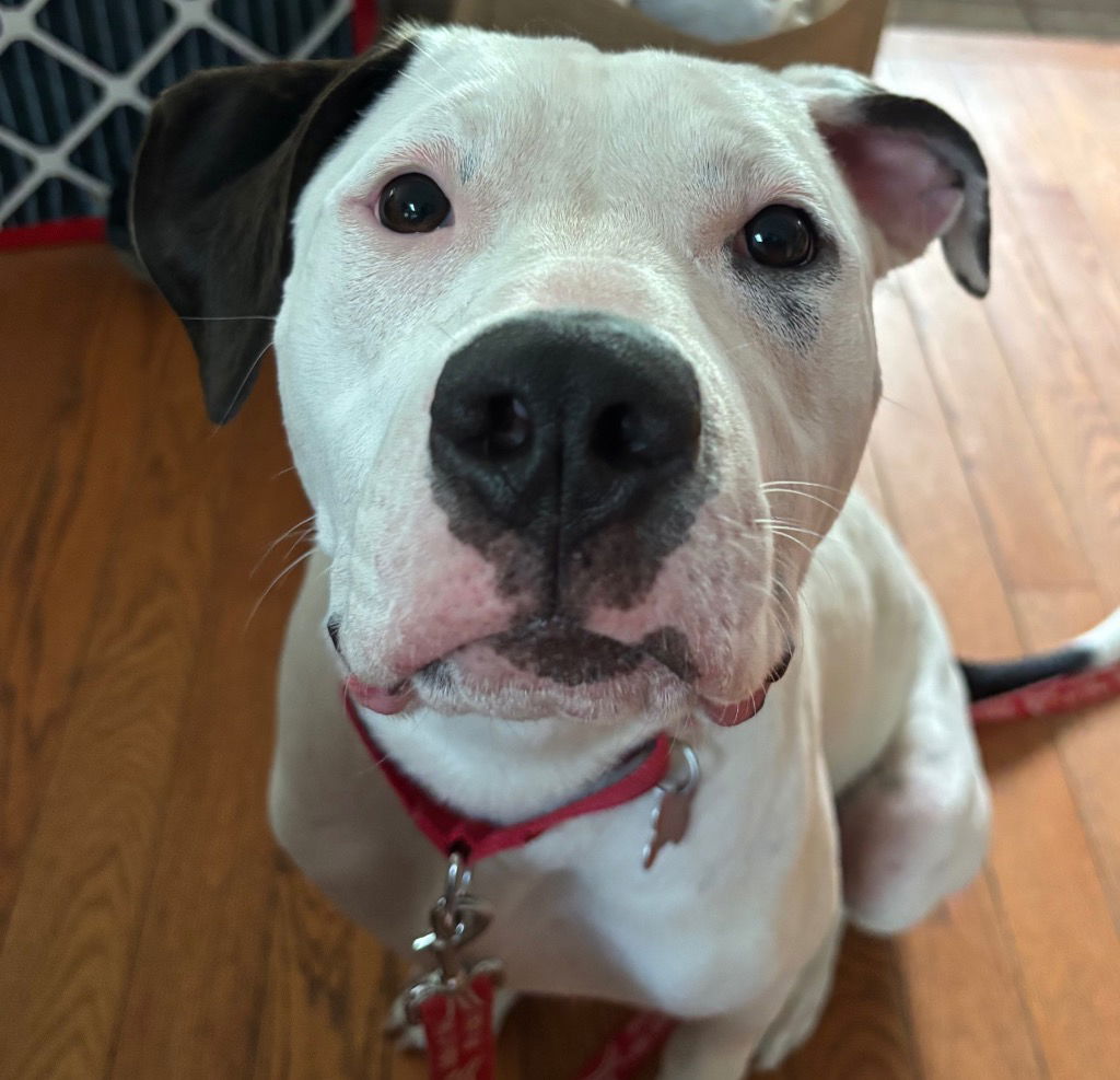 adoptable Dog in Canton, CT named Raven