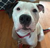 adoptable Dog in canton, CT named Raven