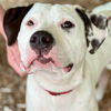 adoptable Dog in  named Raven