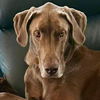 adoptable Dog in canton, CT named Shane