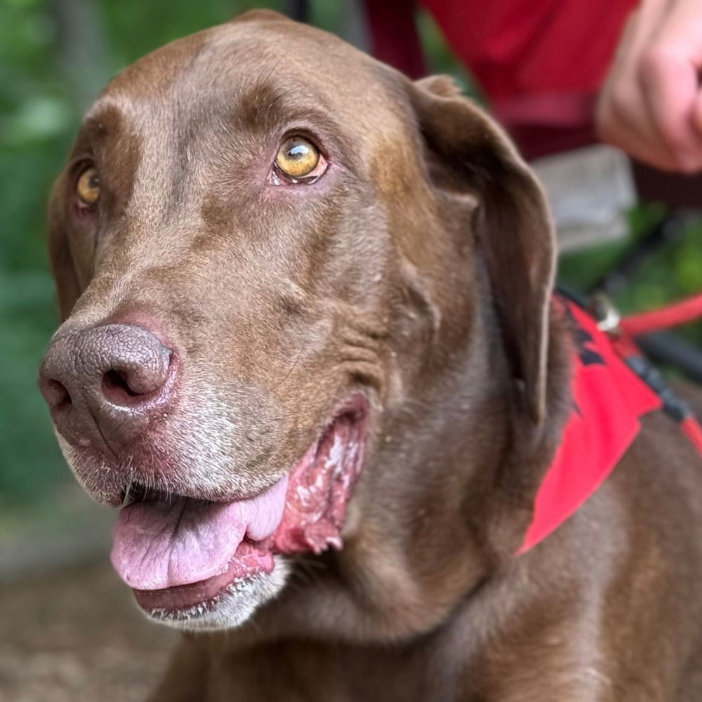 adoptable Dog in Canton, CT named Shane