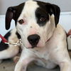 adoptable Dog in canton, CT named Terra