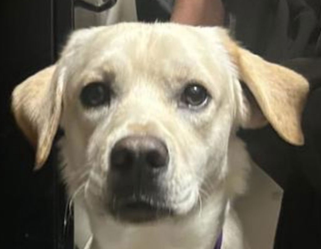 adoptable Dog in Canton, CT named Jetson