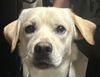 adoptable Dog in  named Jetson