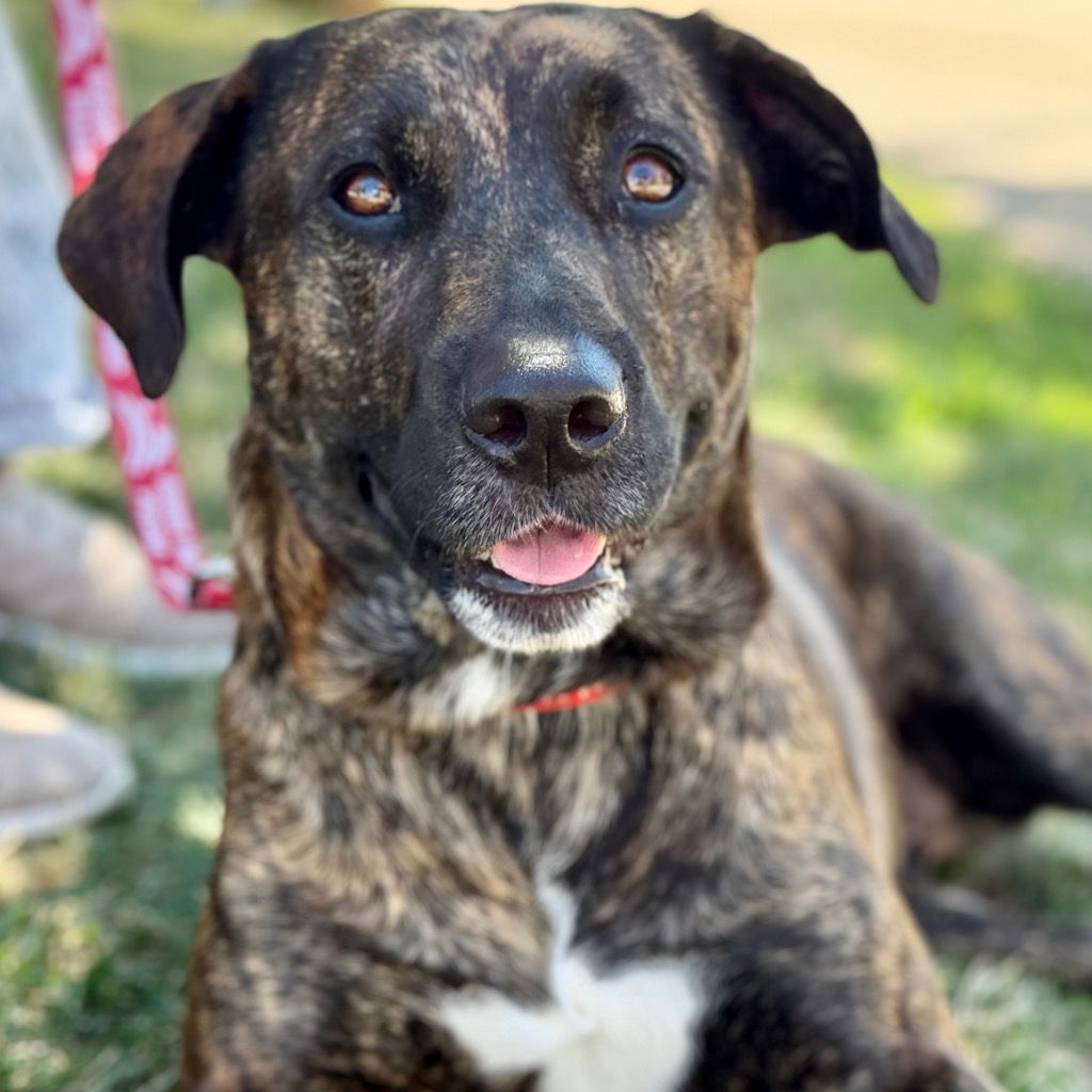 adoptable Dog in Canton, CT named Joy