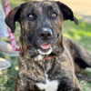 adoptable Dog in , CT named Joy
