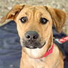 adoptable Dog in canton, CT named Kai