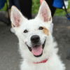 adoptable Dog in  named Juno