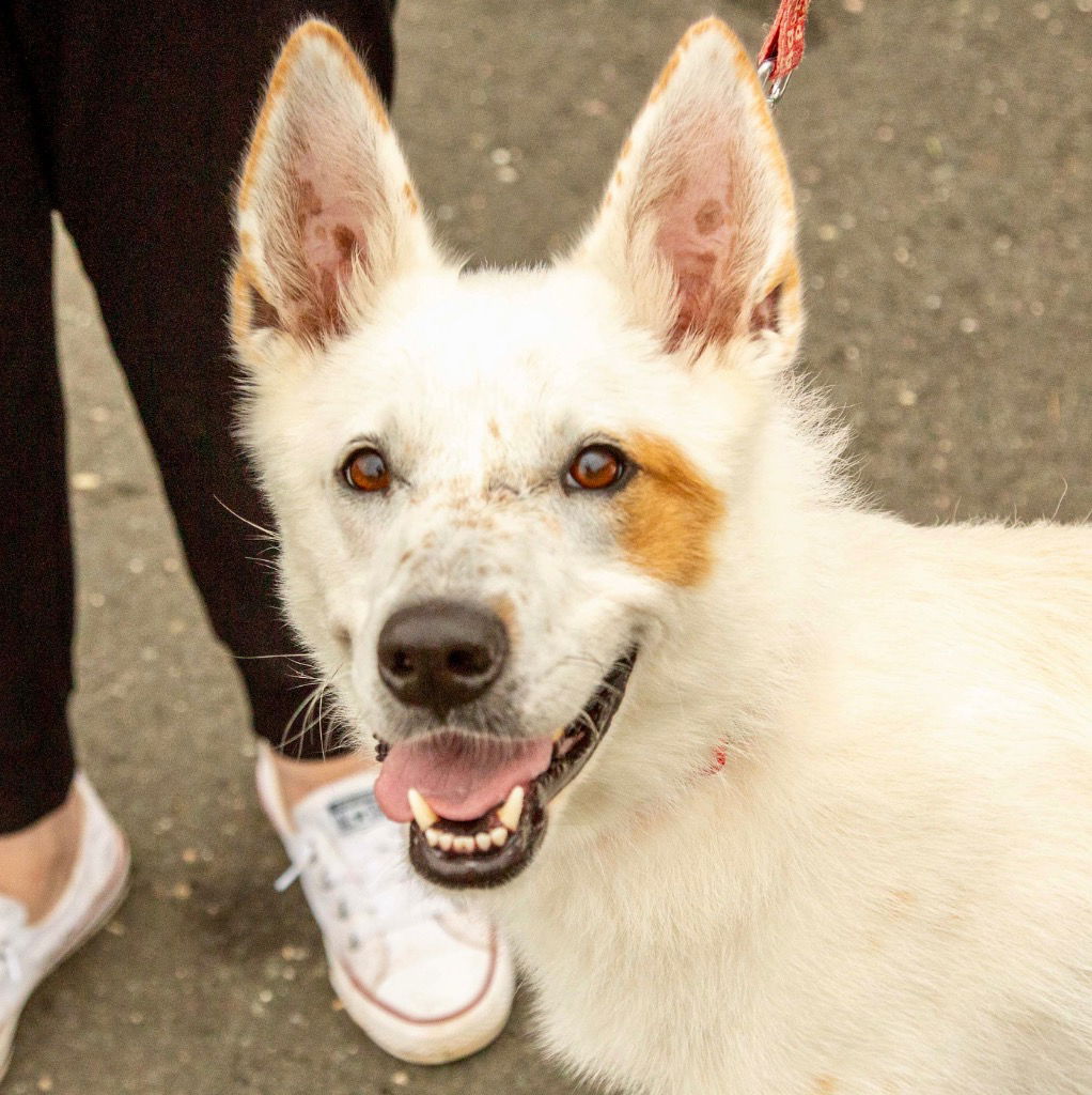 adoptable Dog in Canton, CT named Juno