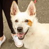 adoptable Dog in , CT named Juno