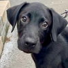 adoptable Dog in  named Bentley