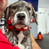 adoptable Dog in  named Birdie