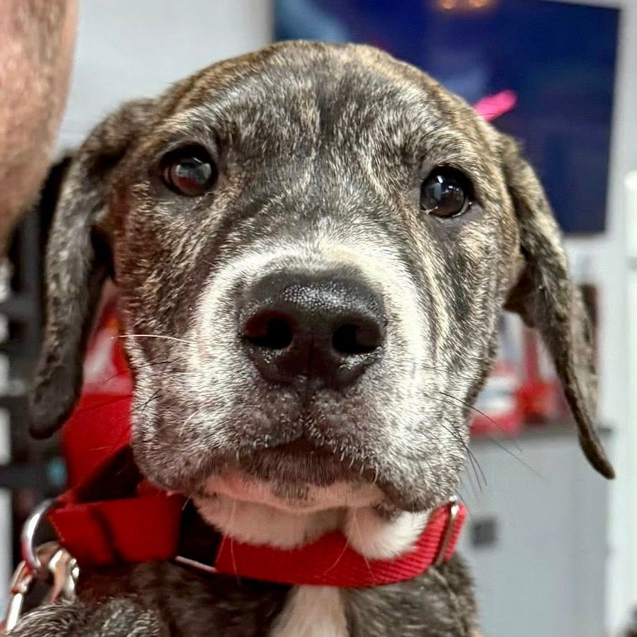adoptable Dog in Canton, CT named Birdie