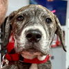 adoptable Dog in  named Birdie