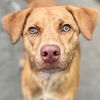 adoptable Dog in  named Hunter