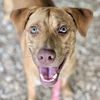 adoptable Dog in  named Hunter