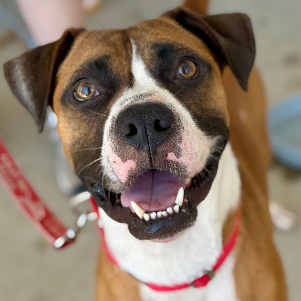 adoptable Dog in Canton, CT named Juno2