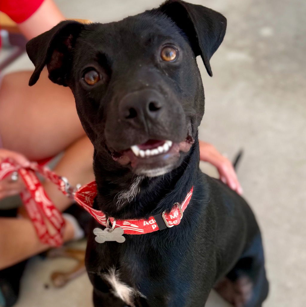 adoptable Dog in Canton, CT named Aurora