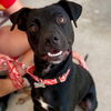adoptable Dog in  named Aurora
