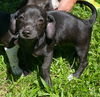 adoptable Dog in  named Drax