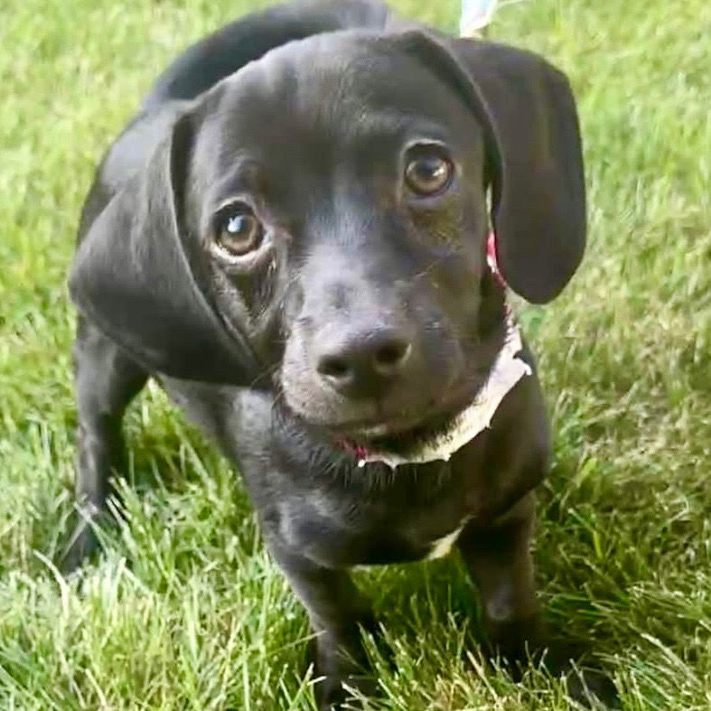 adoptable Dog in Canton, CT named Drax