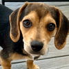 adoptable Dog in  named Groot