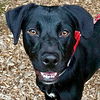 adoptable Dog in  named Jasmine