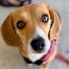 adoptable Dog in  named Nebula