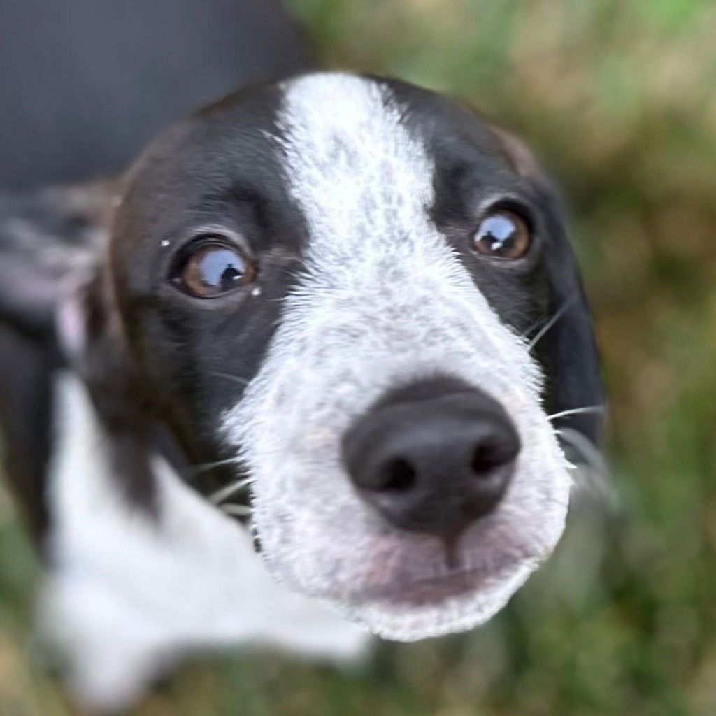 adoptable Dog in Canton, CT named Star Lord