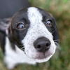 adoptable Dog in  named Star Lord