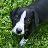 adoptable Dog in  named Thanos