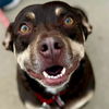 adoptable Dog in canton, CT named Reese