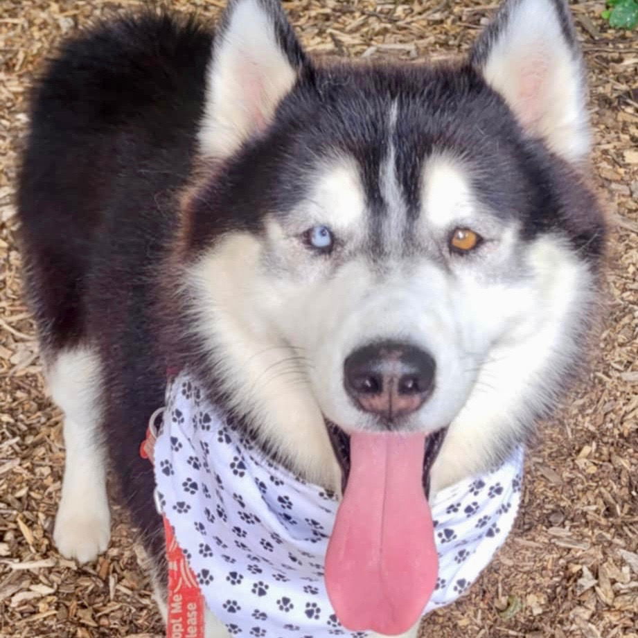 adoptable Dog in Canton, CT named Veer