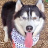 adoptable Dog in  named Veer