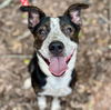 adoptable Dog in canton, CT named Embers