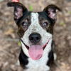 adoptable Dog in , CT named Embers