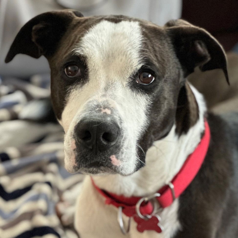 adoptable Dog in Canton, CT named Pete