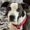adoptable Dog in , CT named Pete