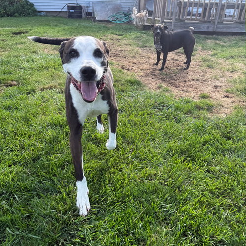 PETE - Labrador Retriever / American Bulldog available for adoption
