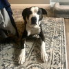 Pete - Photo 3