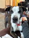 Pete - Photo 4