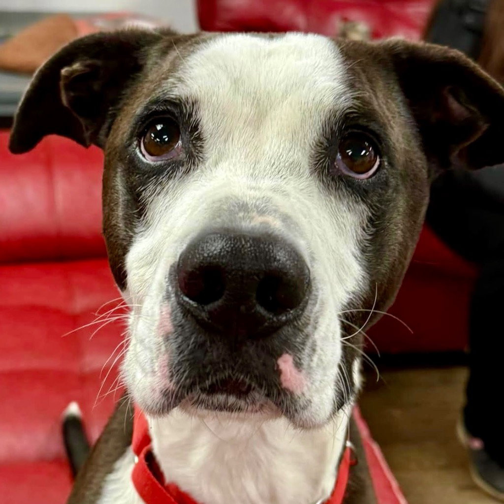 Pete